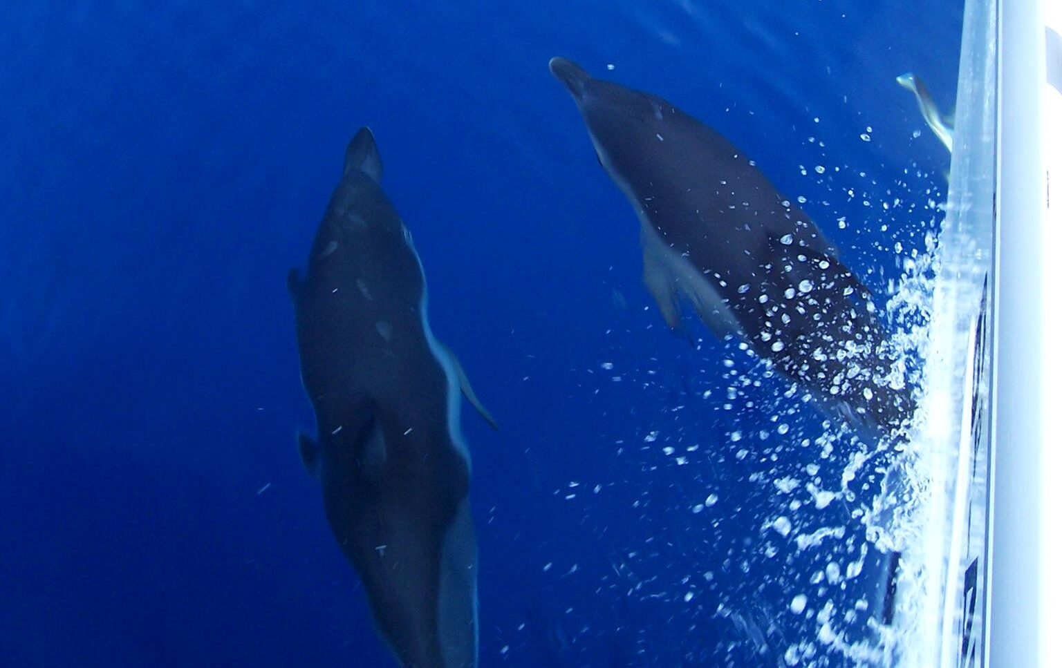 delfines-cabo-de-gata